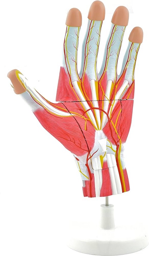 Human Hand And Wrist  Models